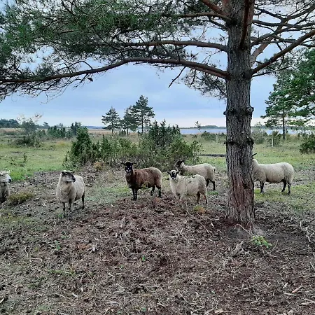 Kadakasuitsu Loodustalu Дом отдыха *