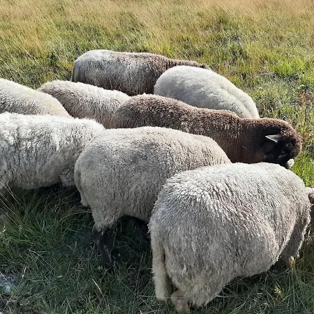 Дом отдыха Kadakasuitsu Loodustalu *