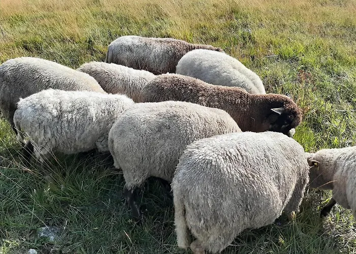 度假居 Kadakasuitsu Loodustalu *